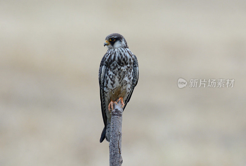 雌远东隼(Falco amurensis)